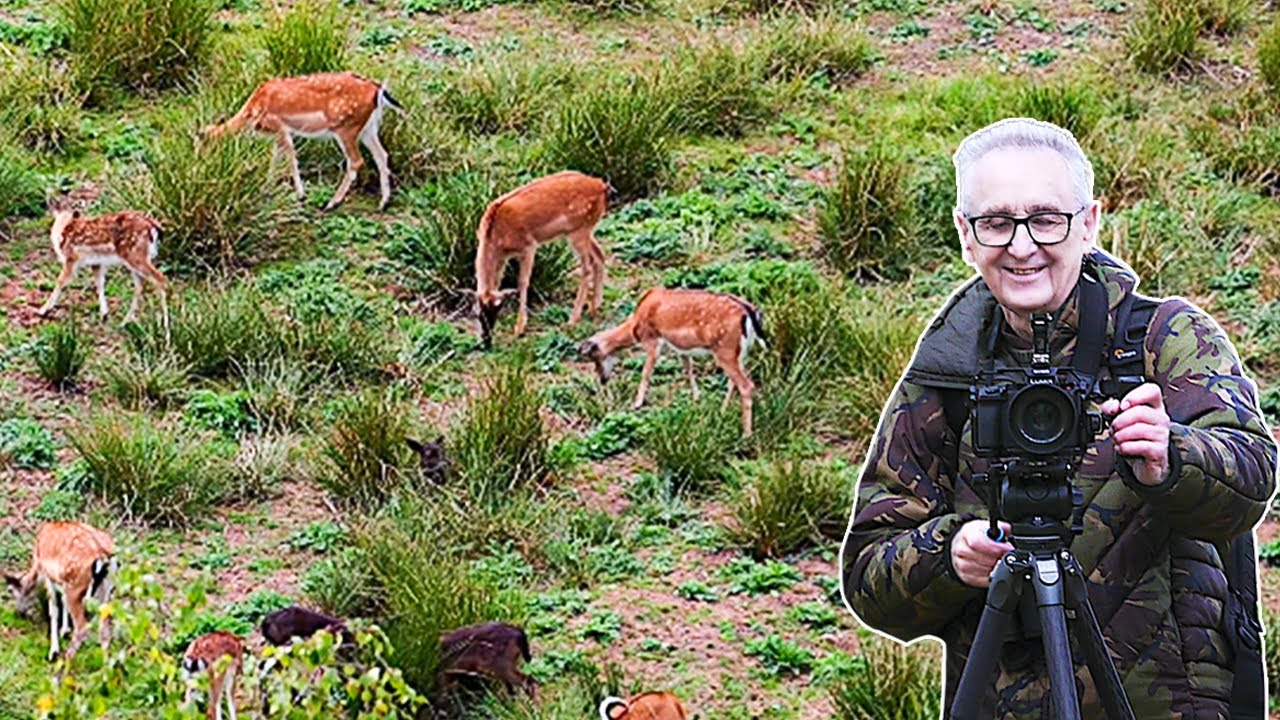 I Spent a Day with Young Fallow Deer in Cannock Chase and Here's What I Learned