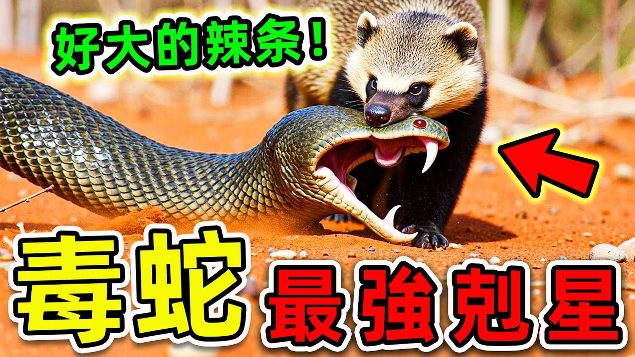 毒蛇最可怕的10大剋星！每年500萬條蛇因它喪命，鱷魚只排第3，第一名堪稱“毒蛇收割機”。|#世界之最top #世界之最 #出類拔萃 #腦洞大開 #環球之最 #top10 #毒蛇剋星