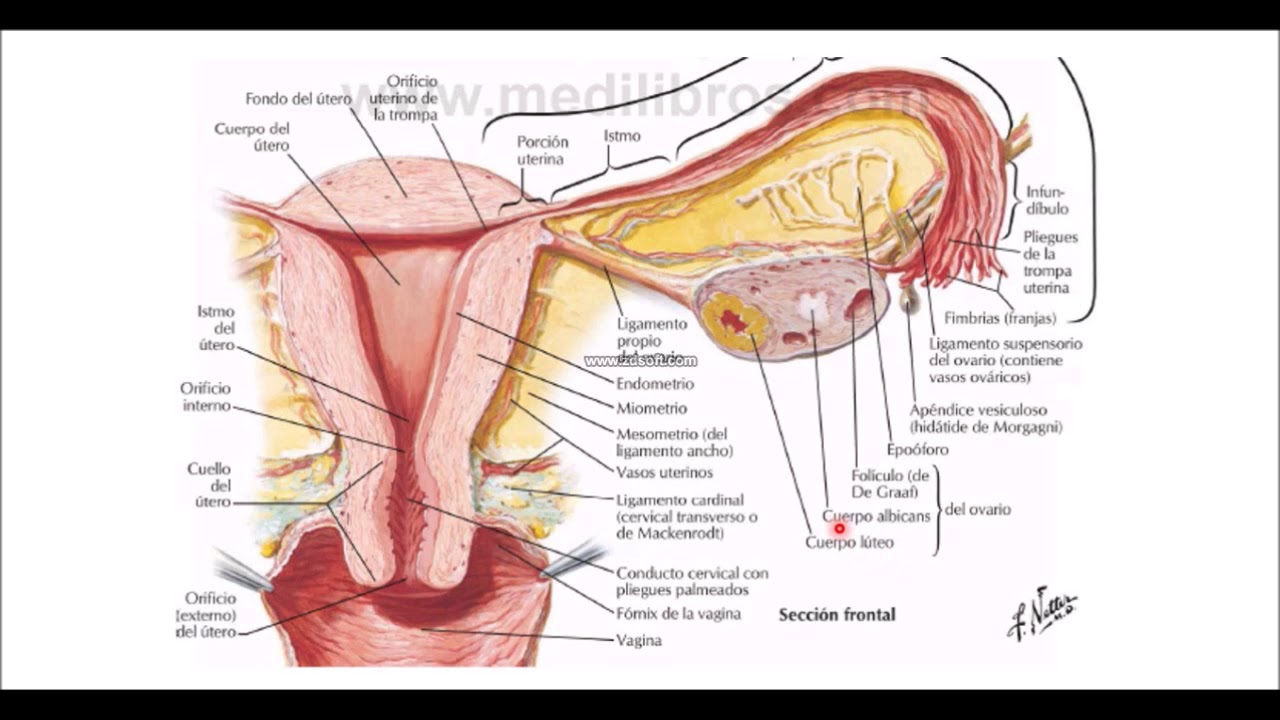 Anatomia. Genitales internos femeninos