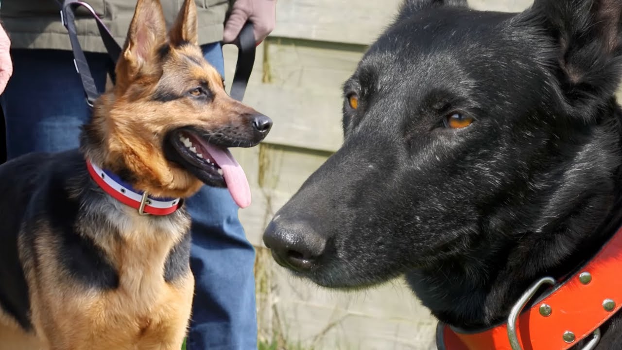 Berger Allemand croque tous les chiens : Incroyable Transformation !