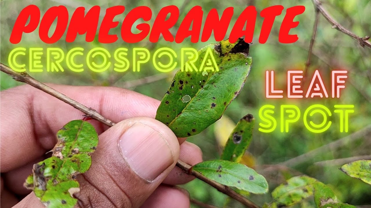 Cercospora Leaf Spot of Pomegranate: Identification and Management ||1080p 60fps