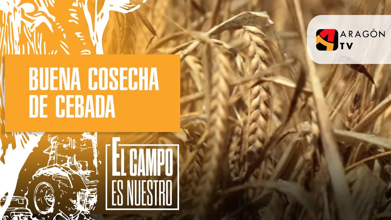 Buena cosecha de cebada