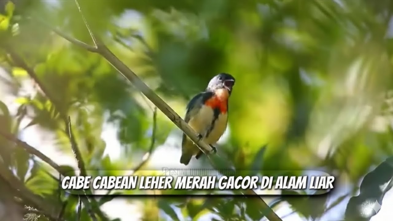 Burung Kepada Gunung / Cabe Cabean Leher Merah Gacor Di Alam Liar
