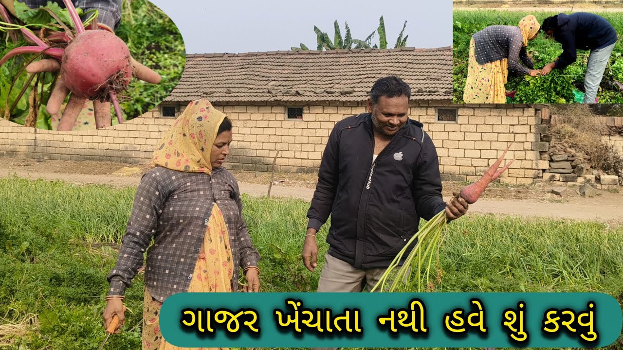 ગાજર ખેંચાતા નથી હવે શું કરવું 🥕😊🥕