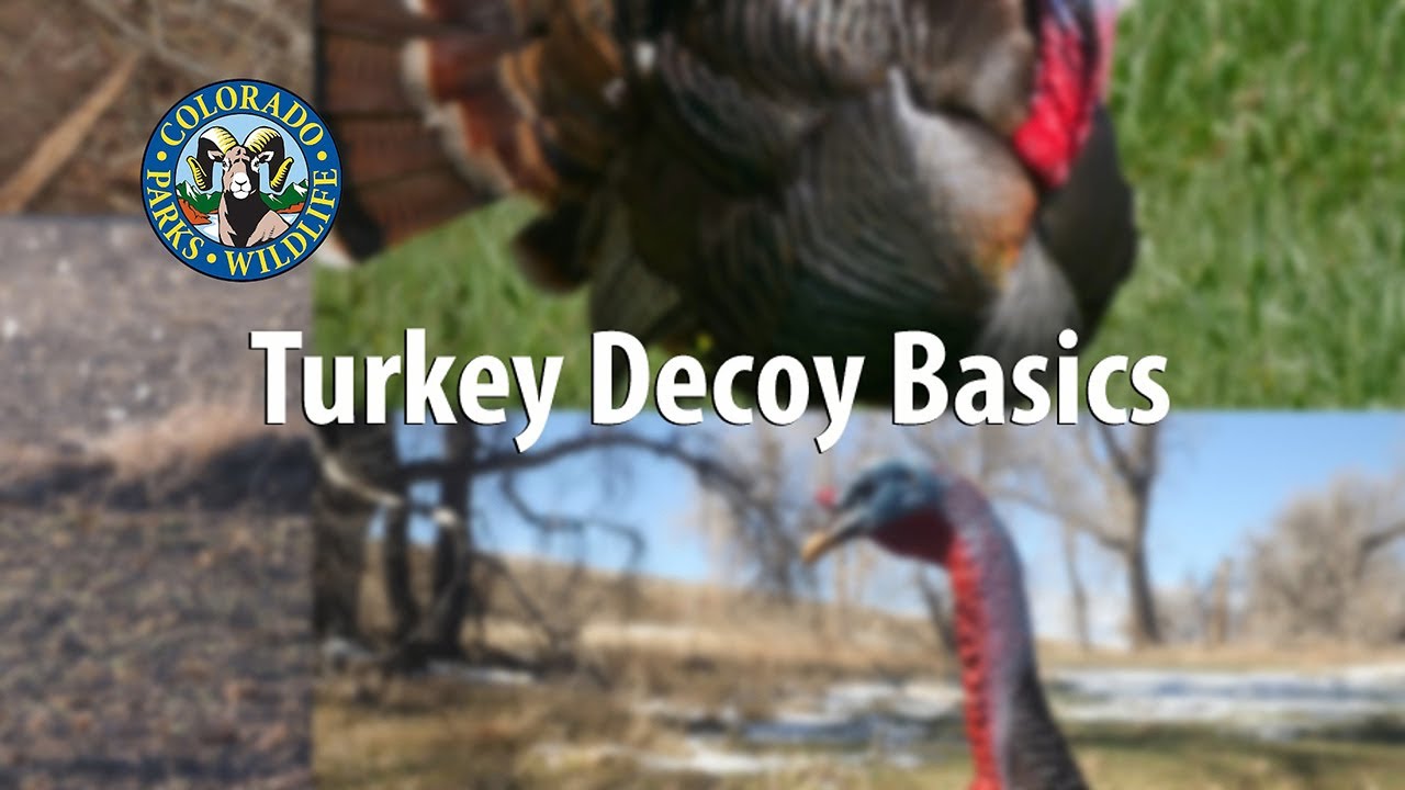 Turkey Hunting Decoys