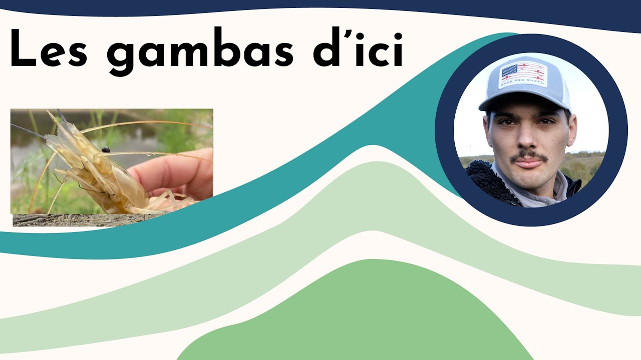 Gambas et truites du Gers