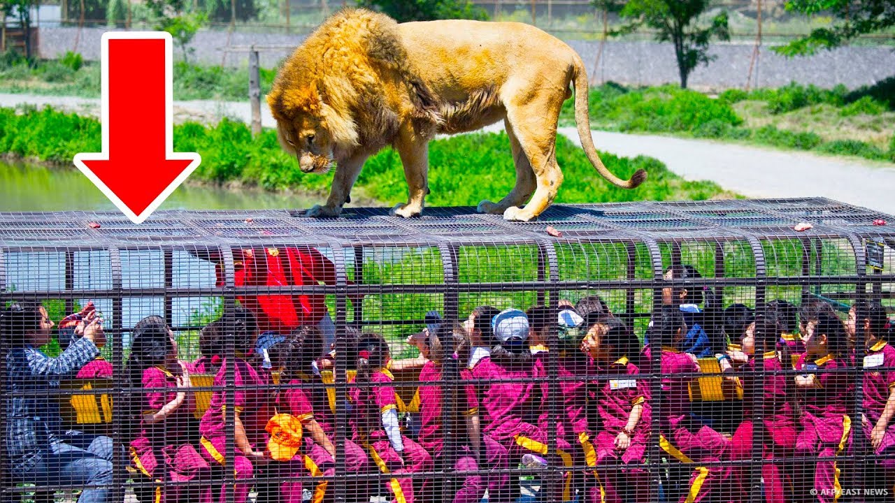 Un zoológico donde las personas están en jaulas y los animales son libres