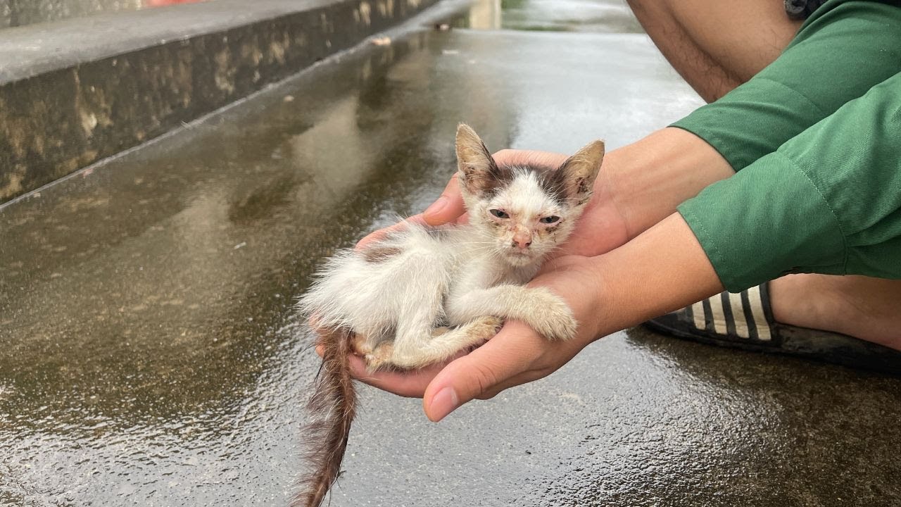 «Слабый уличный котенок упал в обморок под дождем… Пока наконец кто-то ему не помог!»