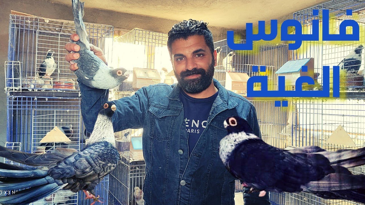 تعالو نشوف الحمام القطقاطى تقليبه و تكوينه