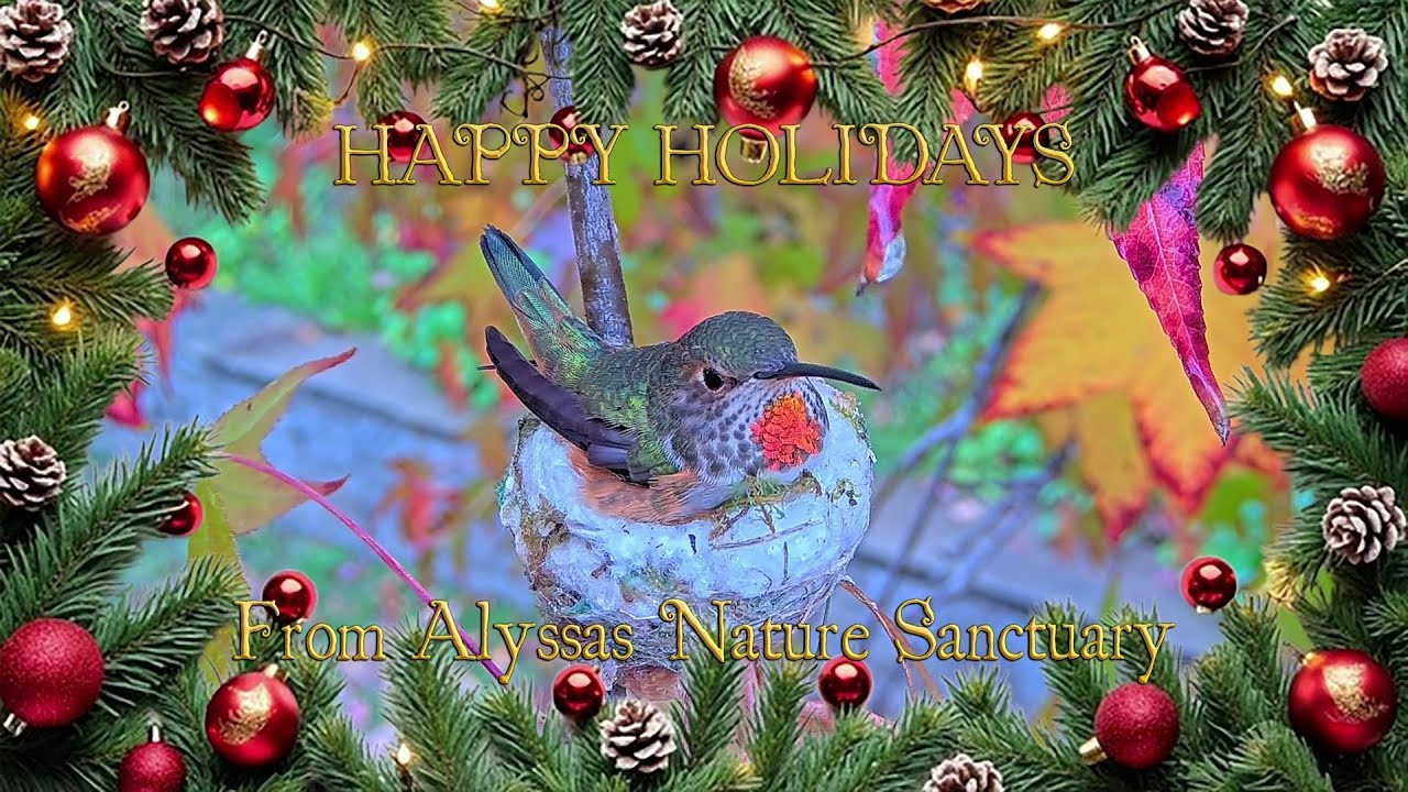 Happy Holidays from All of Us at Alyssa’s Nature Sanctuary ❤️🎄🥳 