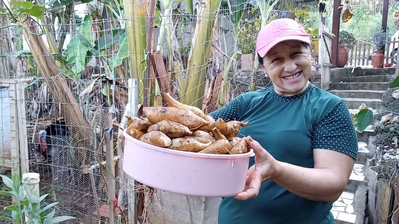 APRENDA A CULTIVAR A BATATA YACON! DICAS QUE VOCÊ PRECISA SABER!