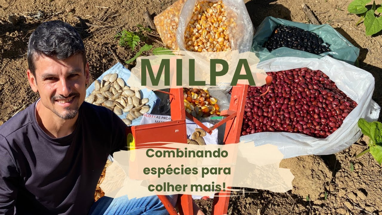 MILPA - Sabedoria milenar para colher mais,  melhorar o solo e tua saúde!