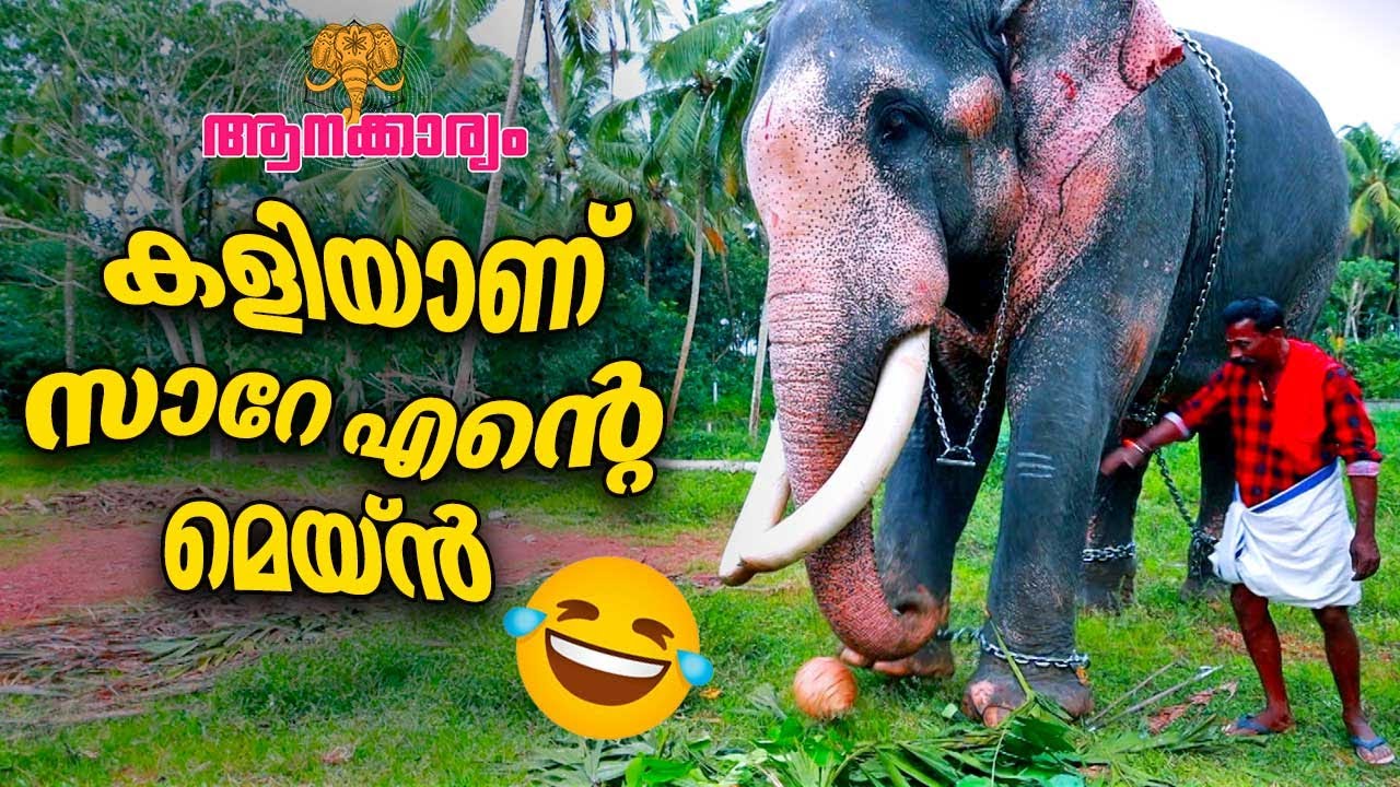 EP 32 | കളിയാണ് സാറേ എൻ്റെ മെയ്ൻ 😜 | Ambadi Mahadevan | Aanakkaryam