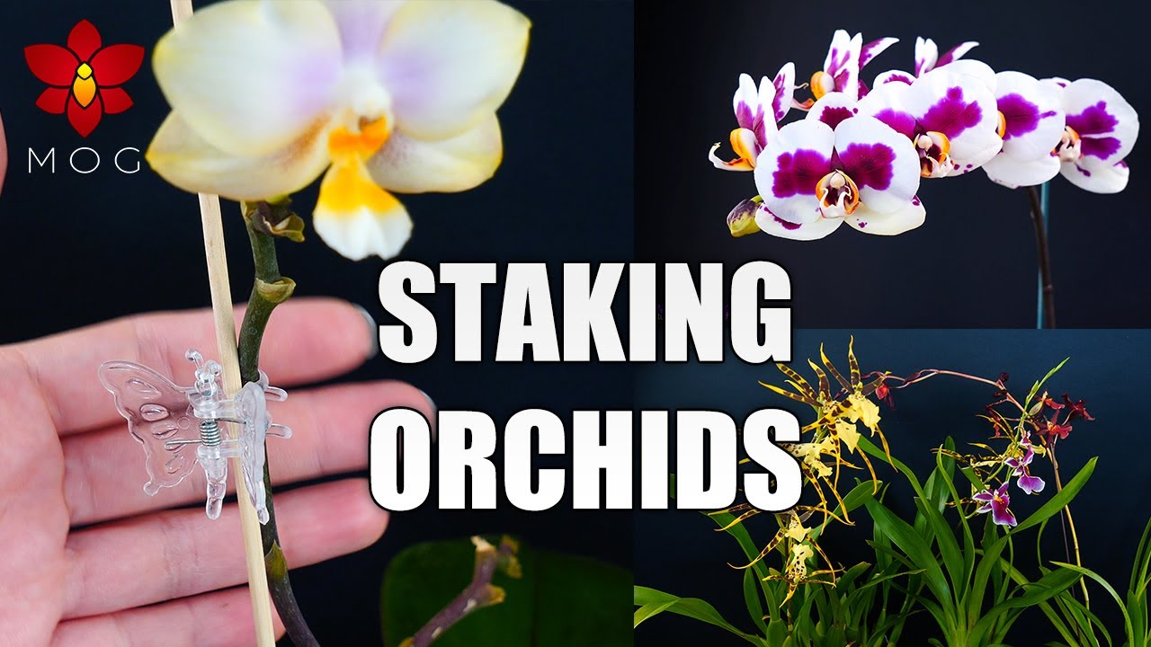 Keep Orchids Healthier by Staking & Stabilizing! - Orchid Tips for Beginners