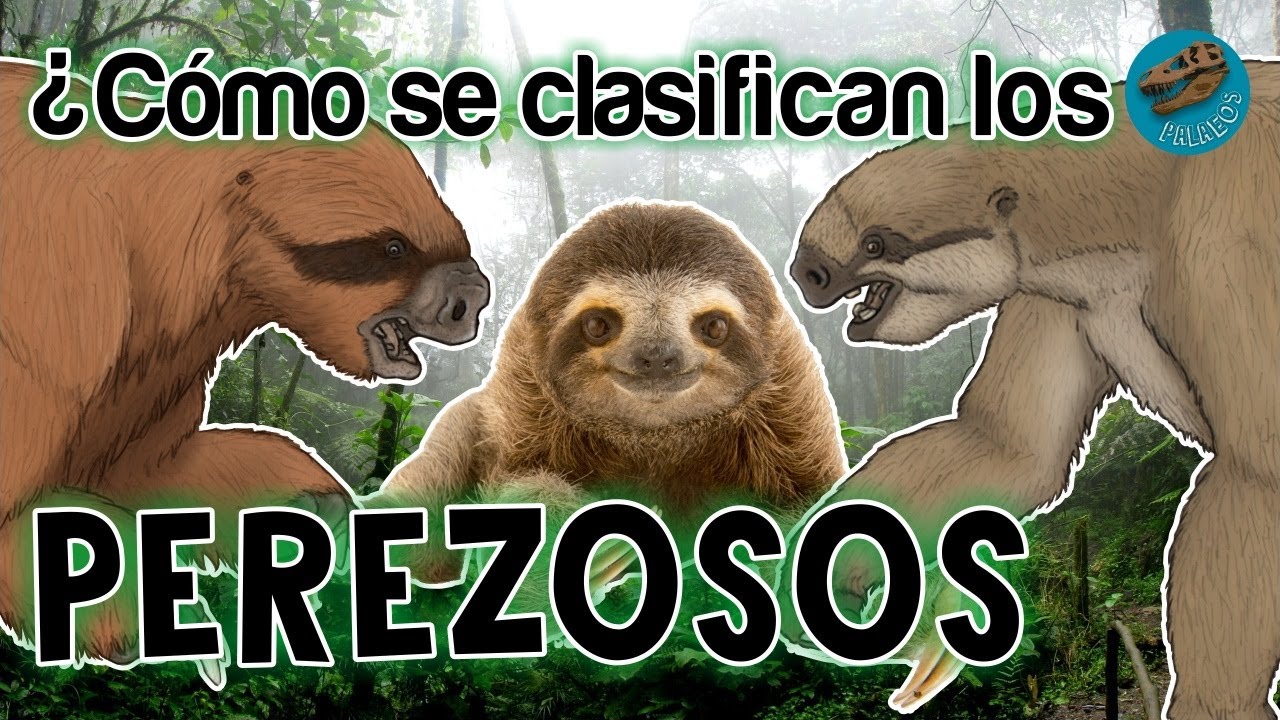 &iquest;C&oacute;mo se clasifican los PEREZOSOS? (Un  nuevo esquema)