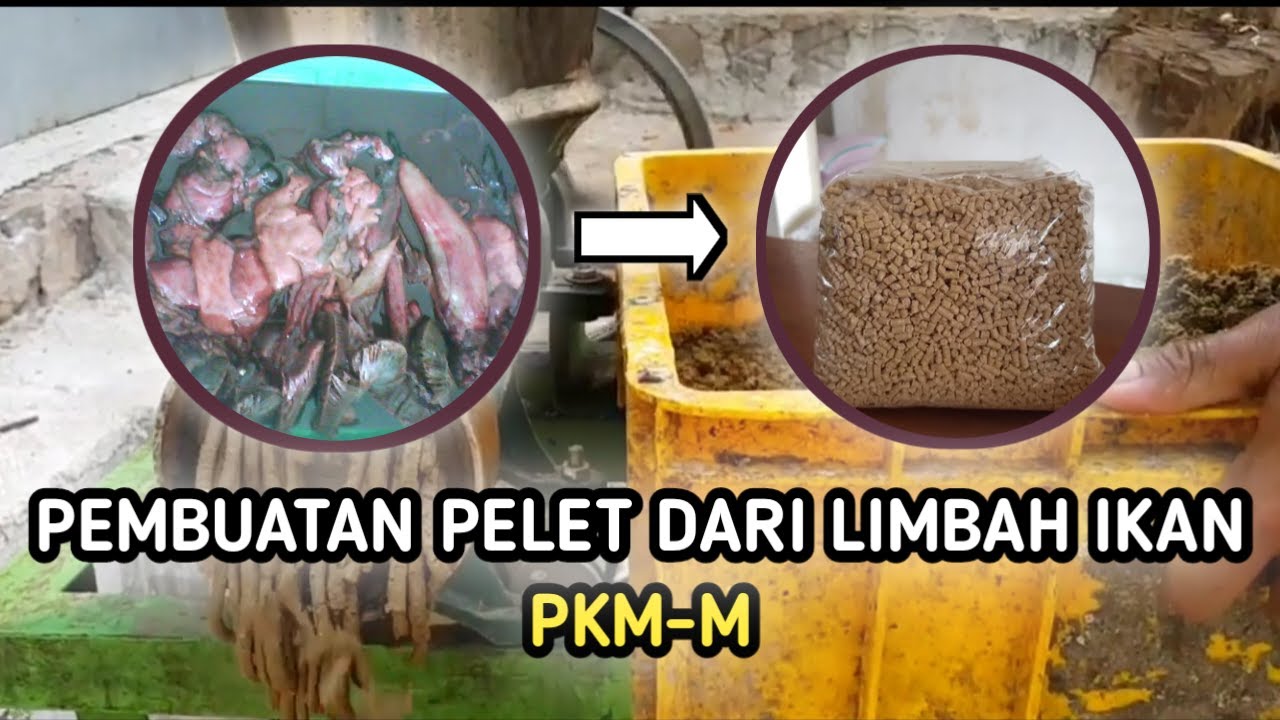PEMBUATAN PELET DARI LIMBAH IKAN - PKM-M UNIVERSITAS MEDAN AREA