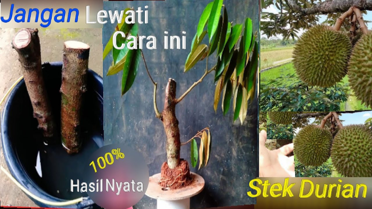 Anda akan terkejut dengan STEK Durian ini ! gak banyak yang tau-cara langka ini bisa berhasil