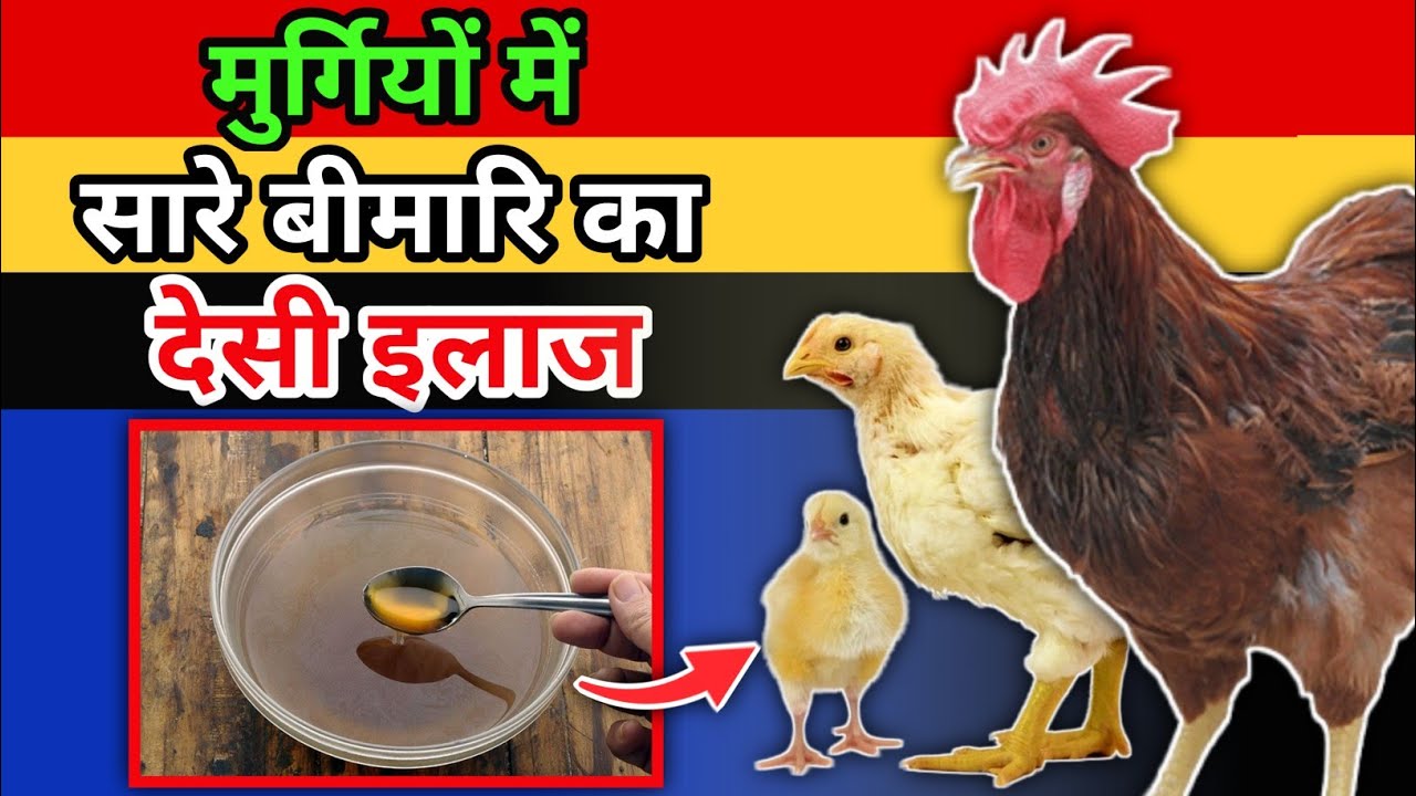 मुर्गी को हमेशा स्वस्थ और बीमारी से बचाने का No-1 Desi Formula👌| Desi Murgi Palan | Chicken Care