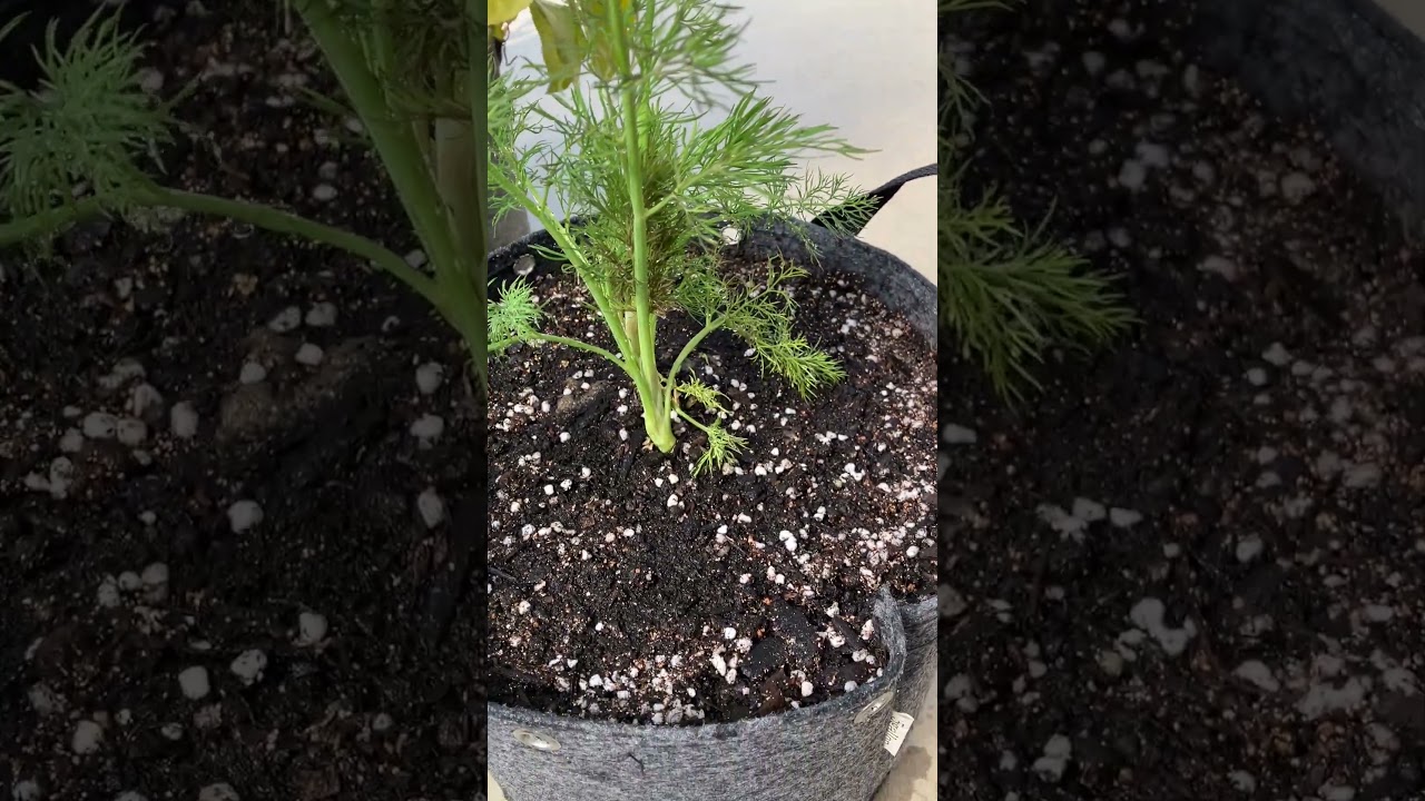 3月大きく育ったディルをプランターへ植え替え：organic herb, dill,