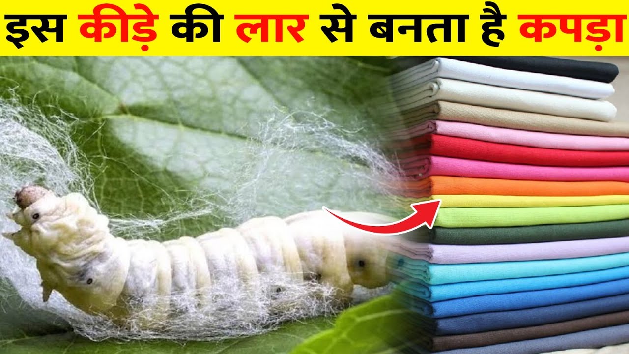 कीड़ों से रेशम कैसे बनाया जाता है | रेशम से कपड़े और राखी कैसे बनती है | Silk Making Process In Hindi