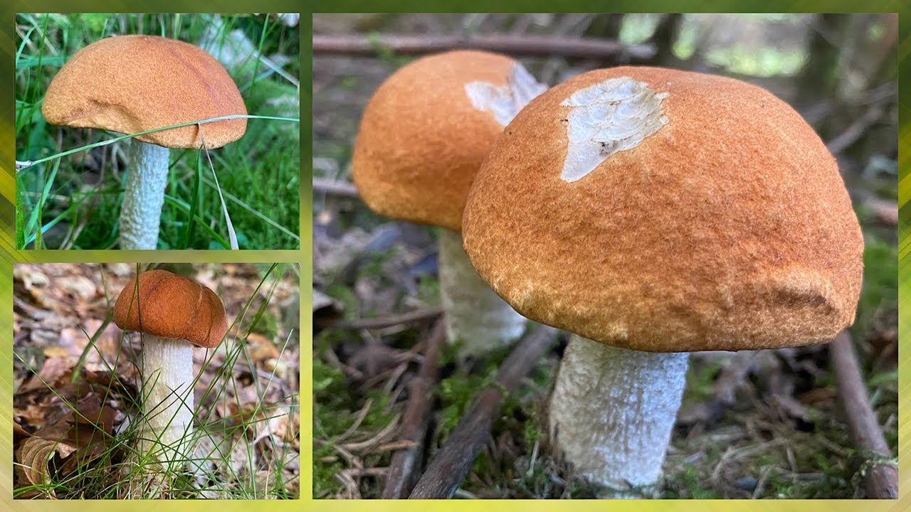 Endlich Rotkappen!😍🍄 und Steinpilze bei 30 Grad! Pilze sammeln im [September 2023]