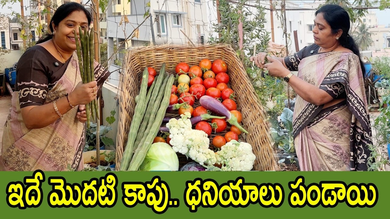 గార్డెన్ నిండా ఇవే ఎక్కువైపోయాయి, Freshగా Broccoli, రెండు రకాల క్యాబేజీల Harvest | TTH|