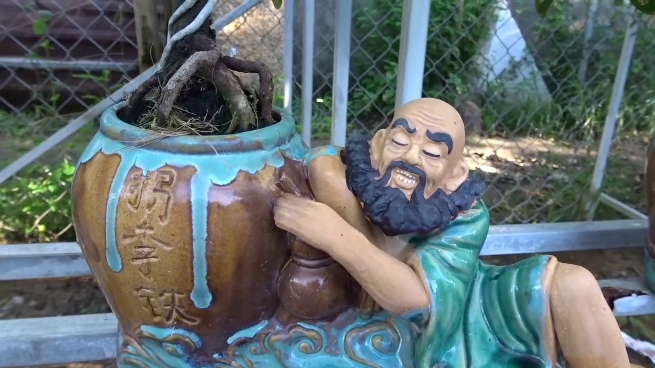 Ngắm những c&acirc;y mai bonsai si&ecirc;u mini trồng trong chậu độc đ&aacute;o