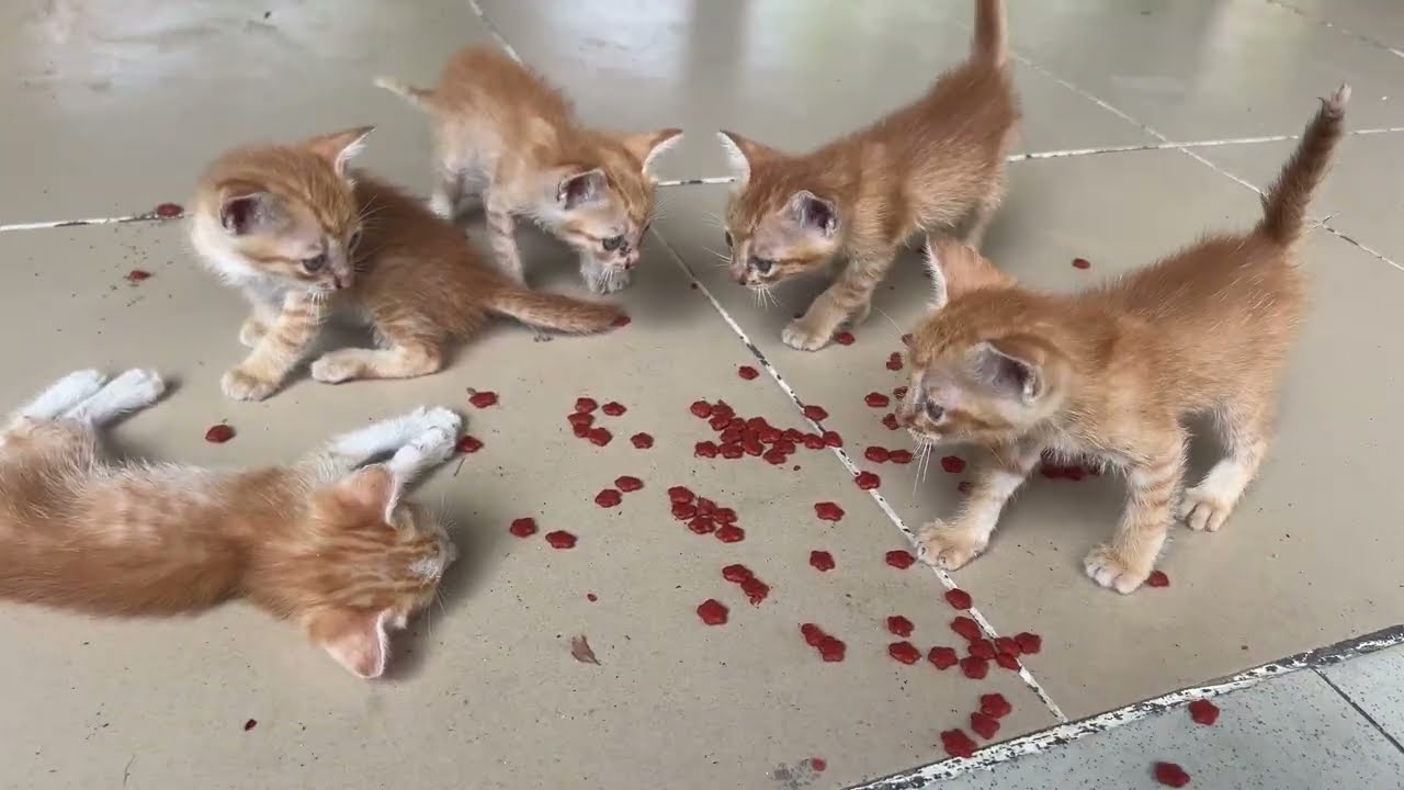 Cute Five Kittens Were Abandoned By Their Mother .