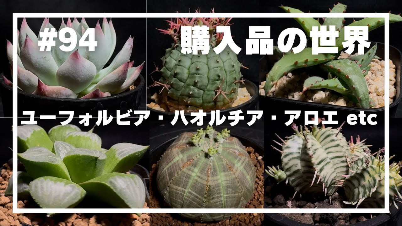 【ハオルチア ・ユーフォルビア・アロエ】#94 _購入品の世界／ユーフォルビアとハオルチアともろもろ