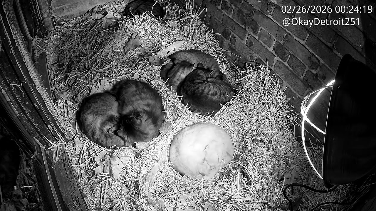 Live Detroit KittyCam