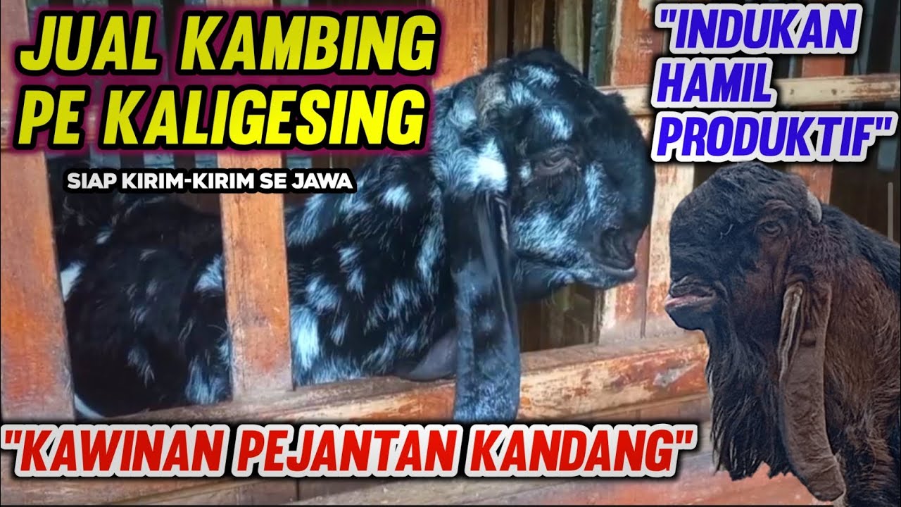 Jual Kambing PE Kaligesing! Indukan Hamil Produktif + Pejantan Kandang Super