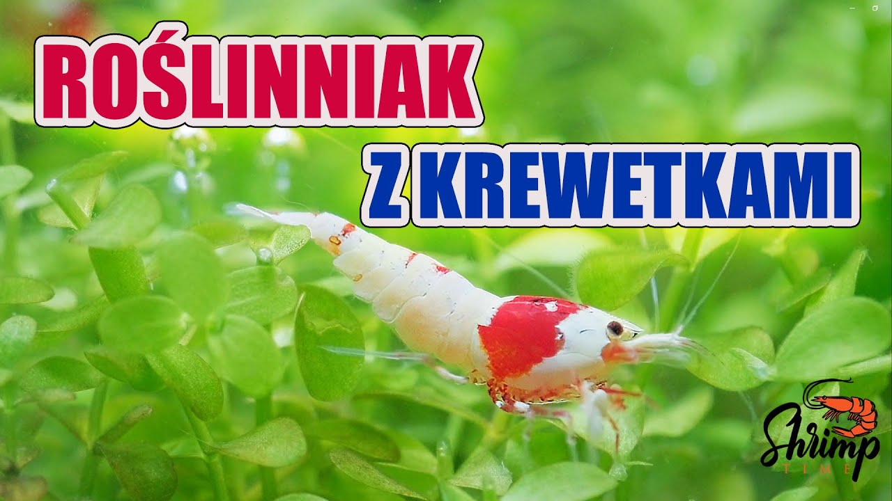 KREWETKARIUM Z CO2 - czy wszystkie krewetki już padły?