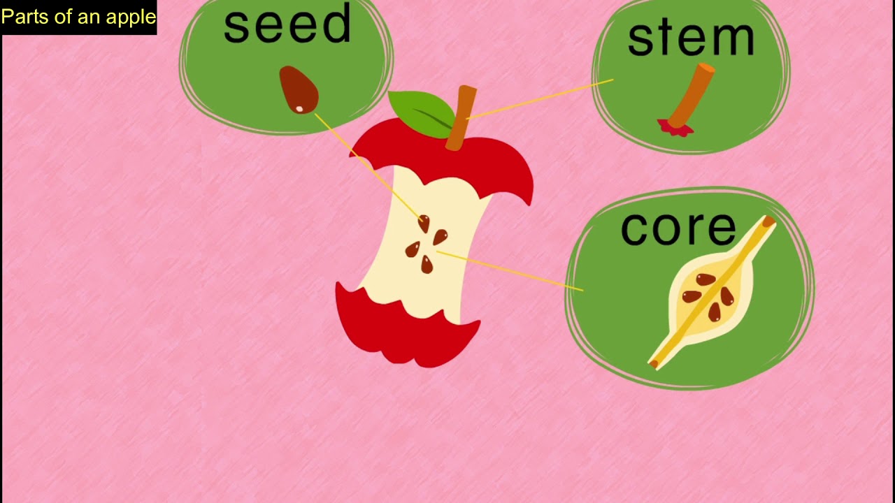 Science: Parts of an apple