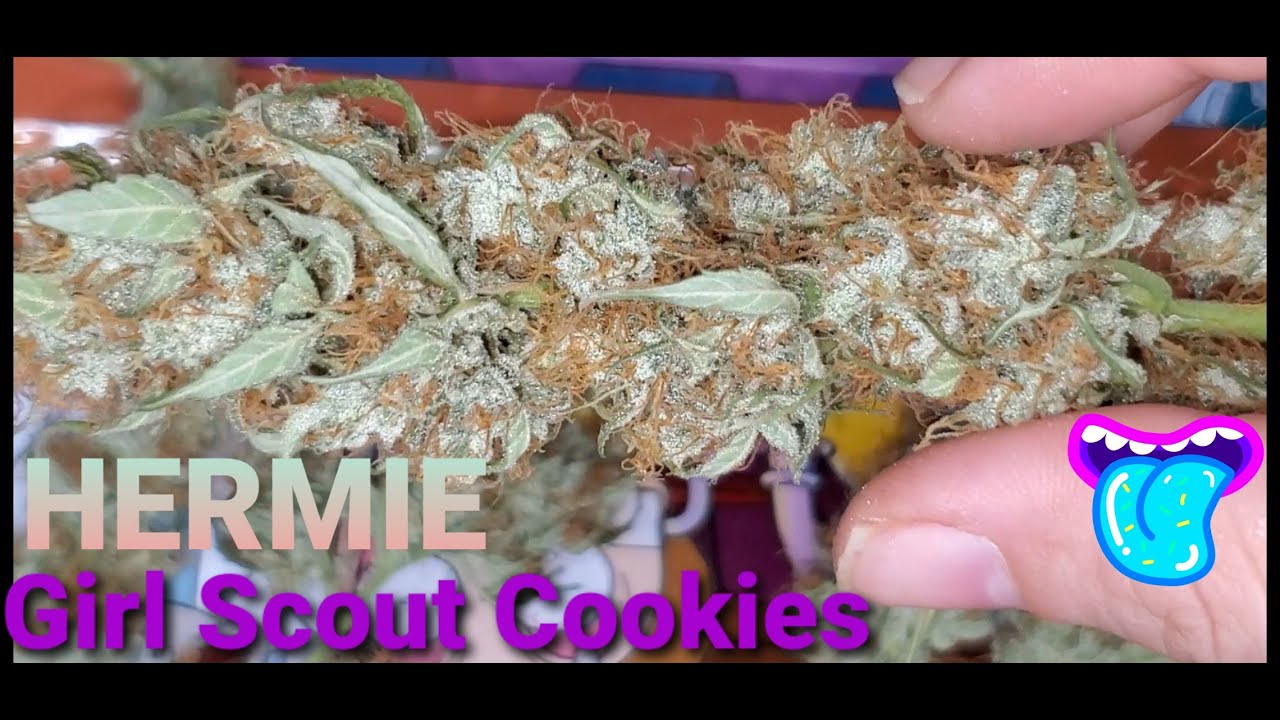 Girl Scout Cookies 🍪 Hermie Plant Auto , Final Yield 😁💨🤙( TV420 📺 )
