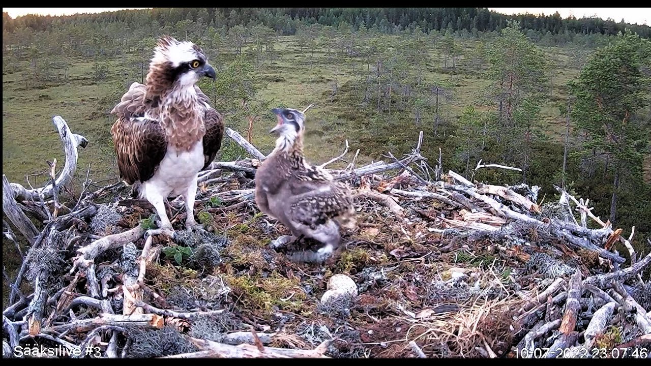 Nest #3 in Satakunta Finland, chick attacks mother 2022 07 10 00 20 42 177
