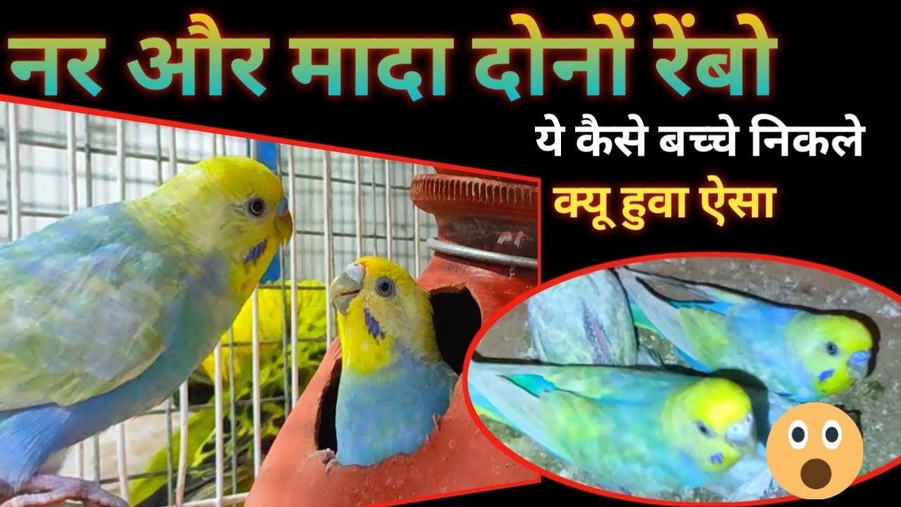Rainbow Budgies Breeding Result // how to produce rainbow budgies