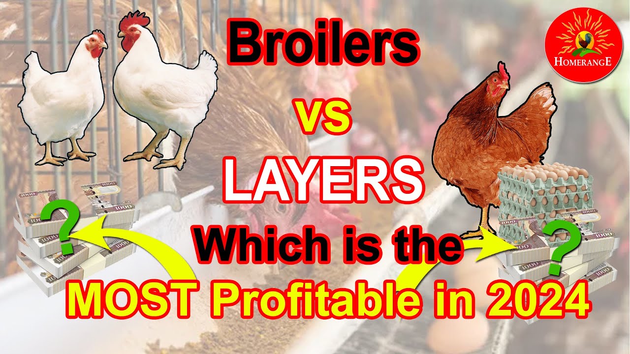 #Broilers vs #Layers which is more profitable in 2024 | Layers vs Broilers which is more profit