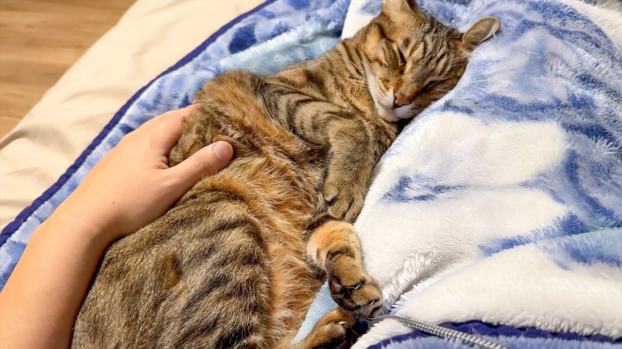 歩けなくて寝たきりの飼い主にずっと寄り添ってくれる猫たちが心の癒しすぎました…。