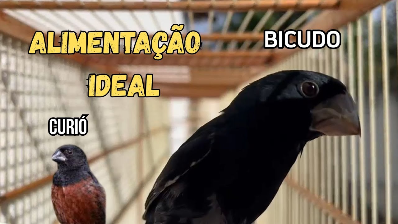 Alimentação Ideal para Curió e Bicudo | Dicas Essenciais para Saúde e Canto Forte!