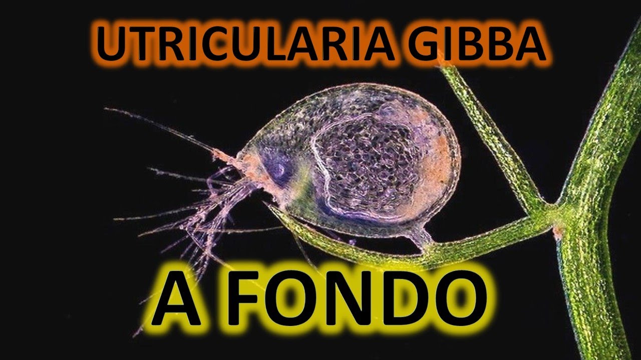Hablemos de: Utricularia Gibba-A FONDO