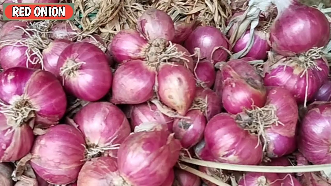 INFO BOLO...!!! HARGA BAWANG MERAH HARI INI, SELASA, 17/2/2026 DI PASAR BAWANG PROBOLINGGO