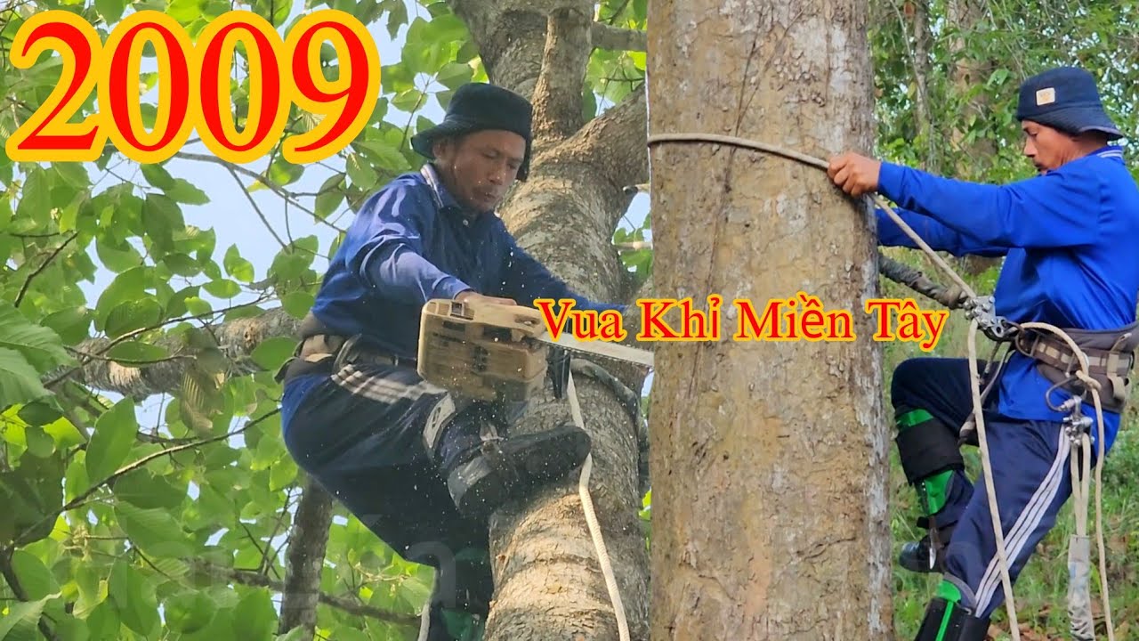 Hoảng hốt khi leo 2 cây Dầu lớn , Vua Khỉ đã bị trượt móng leo Cutting redwood