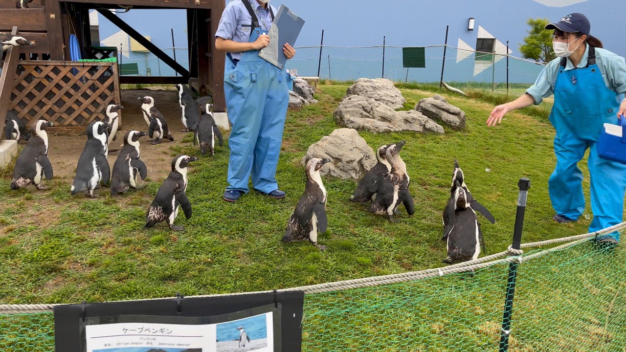 2022/06/15 ケープペンギン朝の給餌@名古屋港水族館