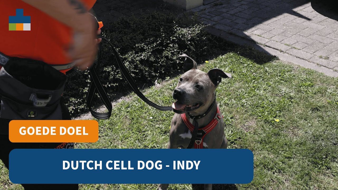 Dutch Cell Dogs Asielhond Indy - Medpets bezoekt!