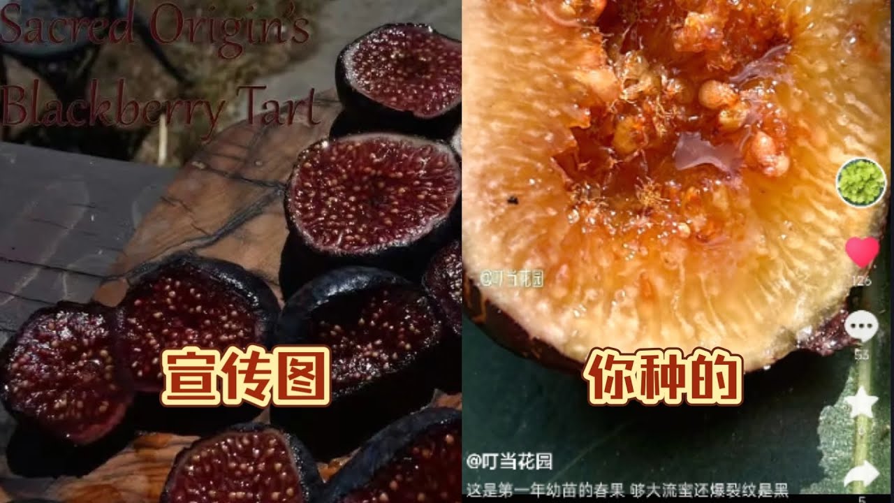 无花果天价枝条！慎买！