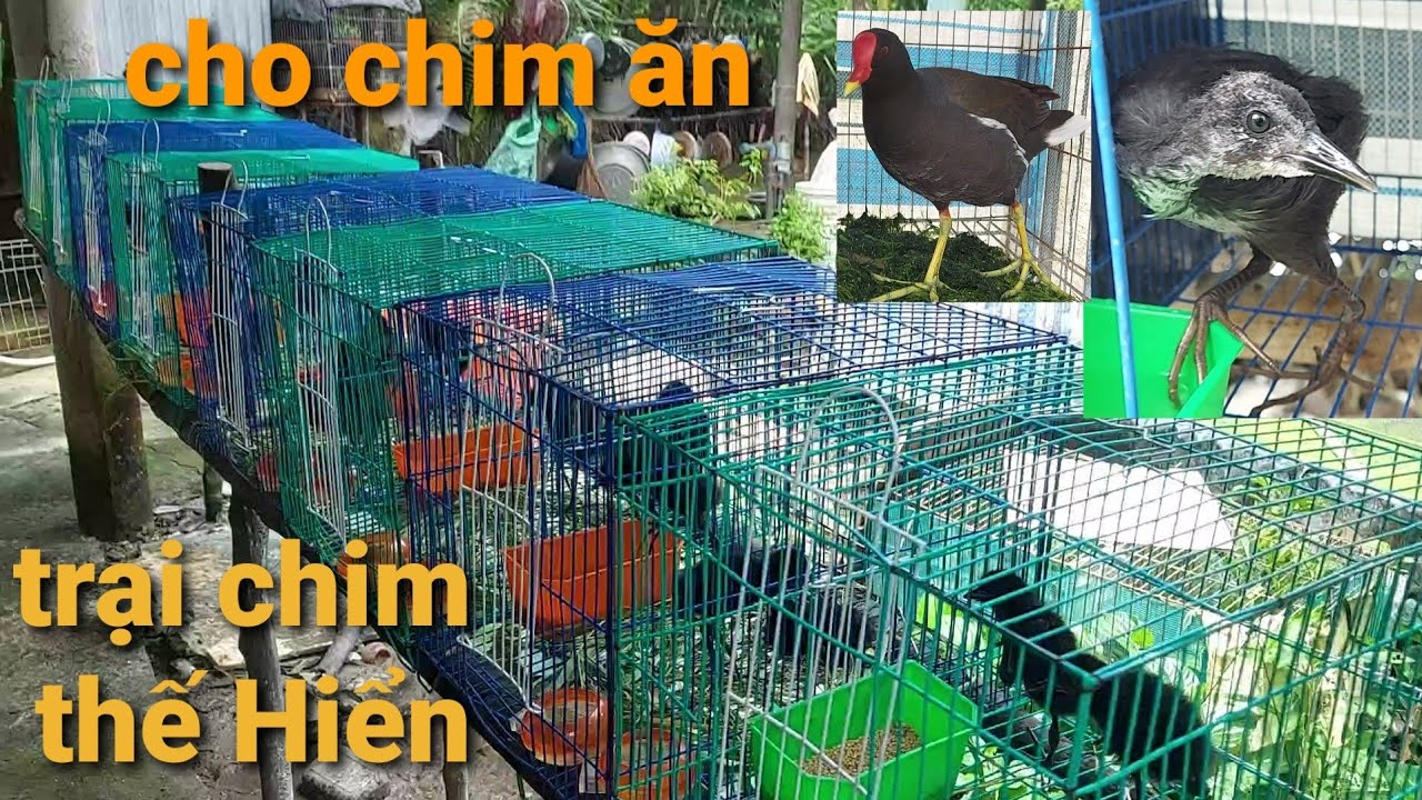 trại chim thế hiển | cham s&oacute;c chim cảnh c&ocirc;ng việc thường ng&agrave;y | anh em c&ugrave;ng đam m&ecirc; xem vui nh&eacute;!