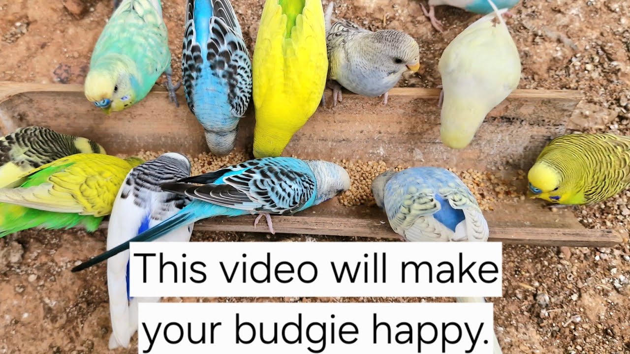 Budgie sing very lovely songs and very loudly sound for long time today. Budgies singing sound 