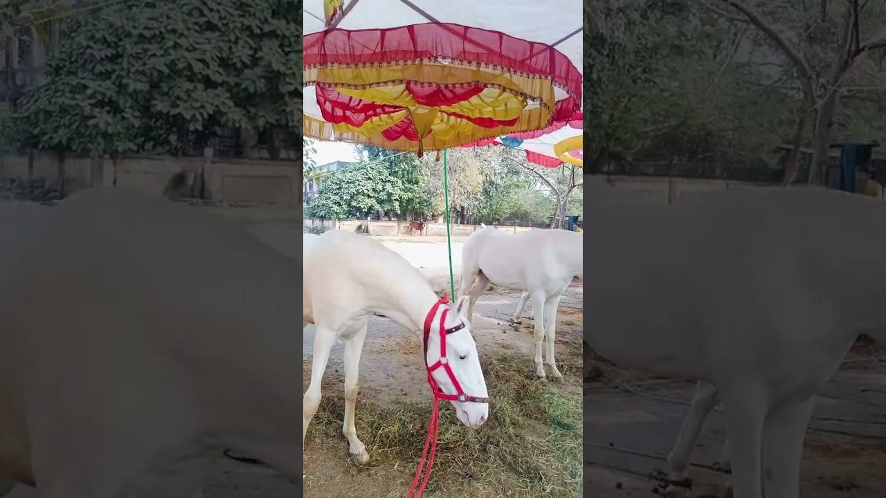 SHIRPUR HORSE MANDI 2026 ( NUKRA HORSE 1023)