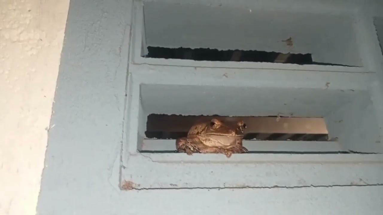 Sleeping Frog!