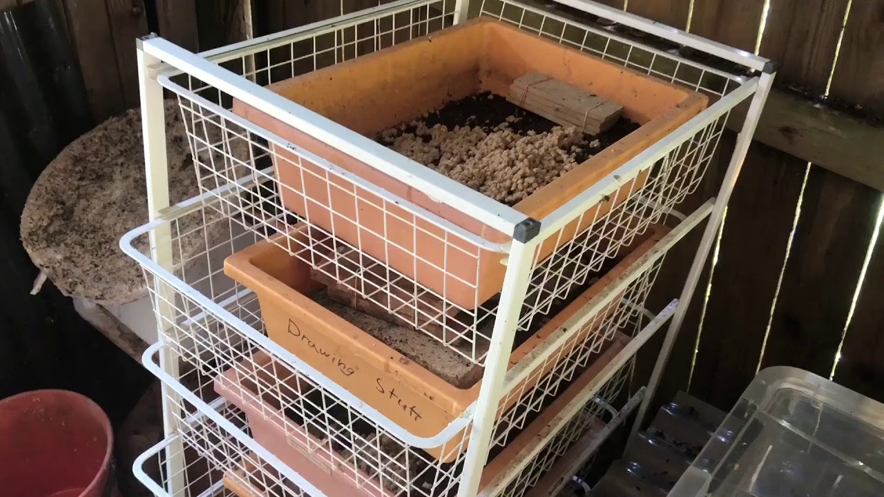 BSF bait system to collect eggs from the wild population